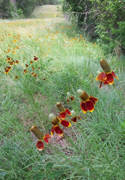 Mexican Hat flowers
